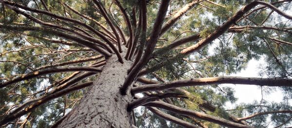 Pin - Sputnik Moldova-România