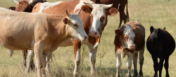 Фермерское хозяйство - Sputnik Молдова
