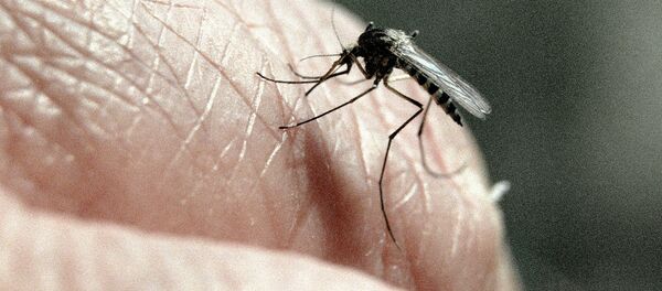 Кровососущий комар - Sputnik Молдова