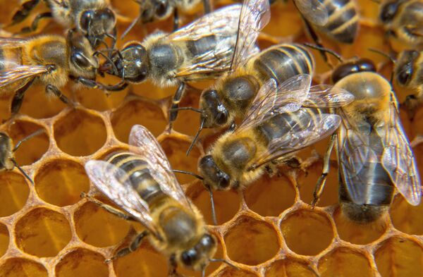 Пчелы на сотах Пчелы на сотах - Sputnik Молдова