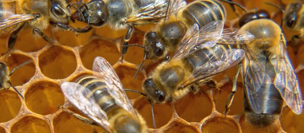 Пчелы на сотах - Sputnik Молдова