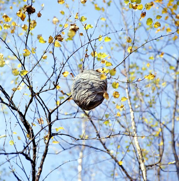 Осиное гнездо Осиное гнездо - Sputnik Молдова