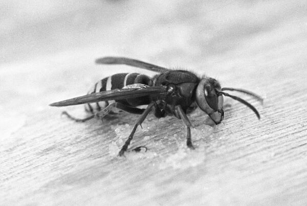 Шершень Шершень - Sputnik Молдова