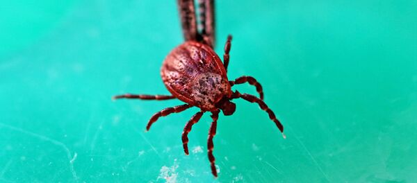 Căpușă - Sputnik Молдова