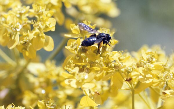 Пчела на цветке - Sputnik Молдова