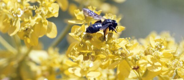 Пчела на цветке - Sputnik Молдова