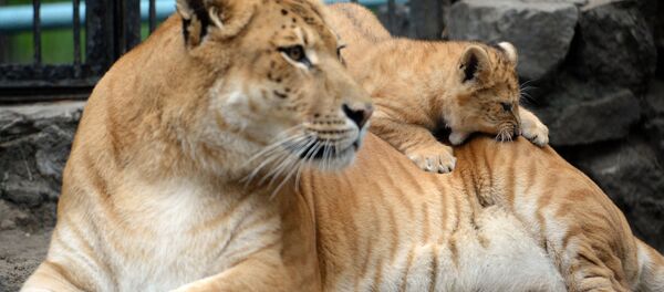 Лигрица Зита и ее детеныш в вольере Новосибирского зоопарка Лигрица Зита и ее детеныш в вольере Новосибирского зоопарка - Sputnik Молдова