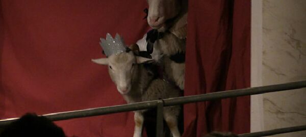 Ягнята на сцене. - Sputnik Молдова