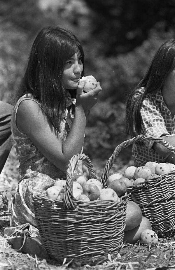 Девушка из стройотряда Башкирского педагогического института во время сбора яблок в колхозном саду - Sputnik Молдова