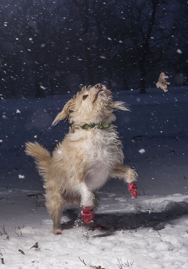 Лучшие снимки собак: победители конкурса Dog Photographer of the year - Sputnik Молдова