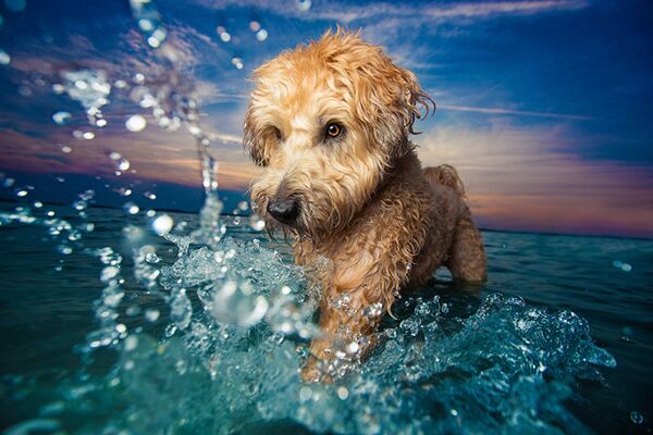 Лучшие снимки собак: победители конкурса Dog Photographer of the year - Sputnik Молдова