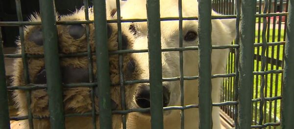 Белая медведица Ника сделала прогноз на ближайшие матчи Кубка конфедераций - Sputnik Молдова