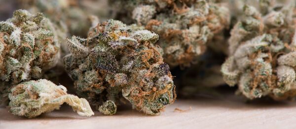 Cannabis - Sputnik Moldova