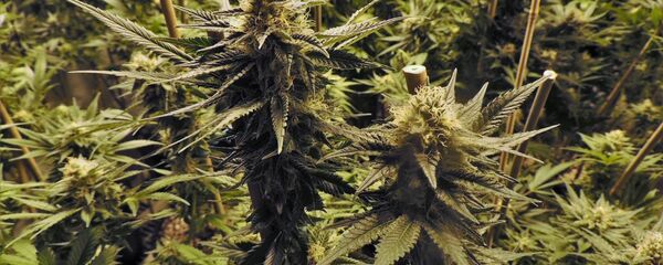 Plantație de cannabis - Sputnik Moldova