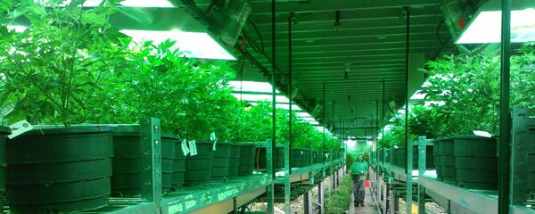 Plantație de cannabis - Sputnik Moldova