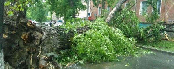 Упавшее в Кишиневе дерево - Sputnik Moldova