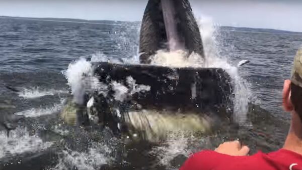 В США горбатый кит напугал рыбаков - Sputnik Молдова