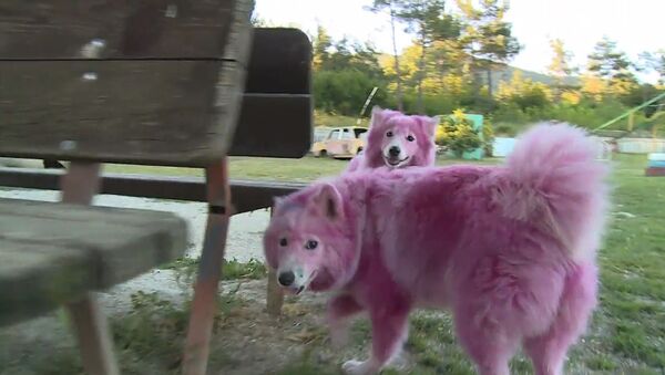 Найденные в лесу под Геленджиком розовые собаки играли и ластились после спасения - Sputnik Молдова