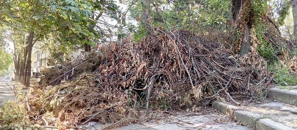 Груда веток деревьев - Sputnik Молдова