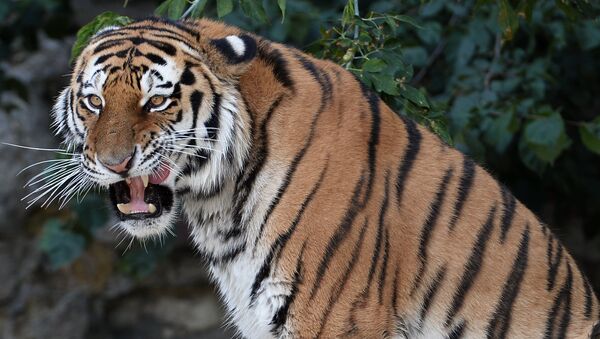 Амурский тигр стал новым питомцем Московского зоопарка - Sputnik Молдова