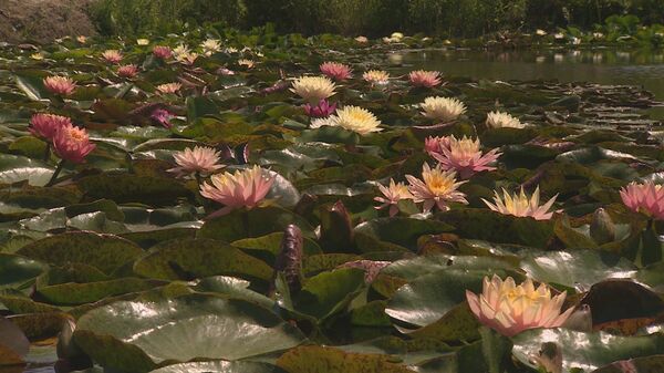 В свое хобби цветовод вложил порядка 10-ти тысяч евро.  - Sputnik Молдова