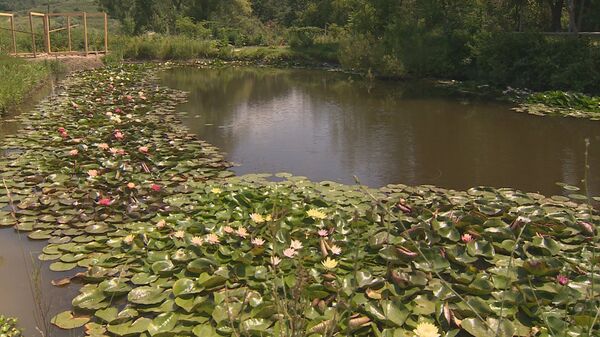 Георгий Лукицэ оборудовал пруд, в котором высадил 50 сортов кувшинок  - Sputnik Молдова