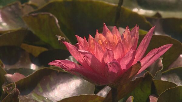 Настоящую картину из экзотических растений создал кишиневский ботаник - Sputnik Молдова