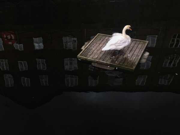Снимок The Swan in the Pond китайского фотографа Dongrui Yu, занявший 2 место в номинации Животные в конкурсе IPhone Photography Awards 2017 - Sputnik Молдова