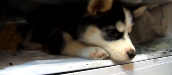 Хаски в морозильнике Хаски в морозильнике - Sputnik Moldova-România