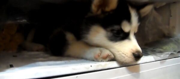 Щенок хаски предпочитает пересиживать жару в морозилке Щенок хаски предпочитает пересиживать жару в морозилке - Sputnik Молдова