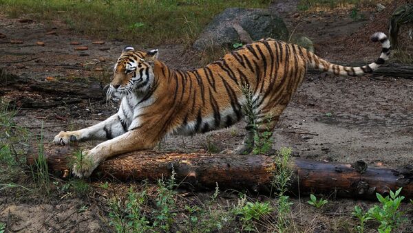 Тигр. Зоопарк в Эберсвальде - Sputnik Молдова