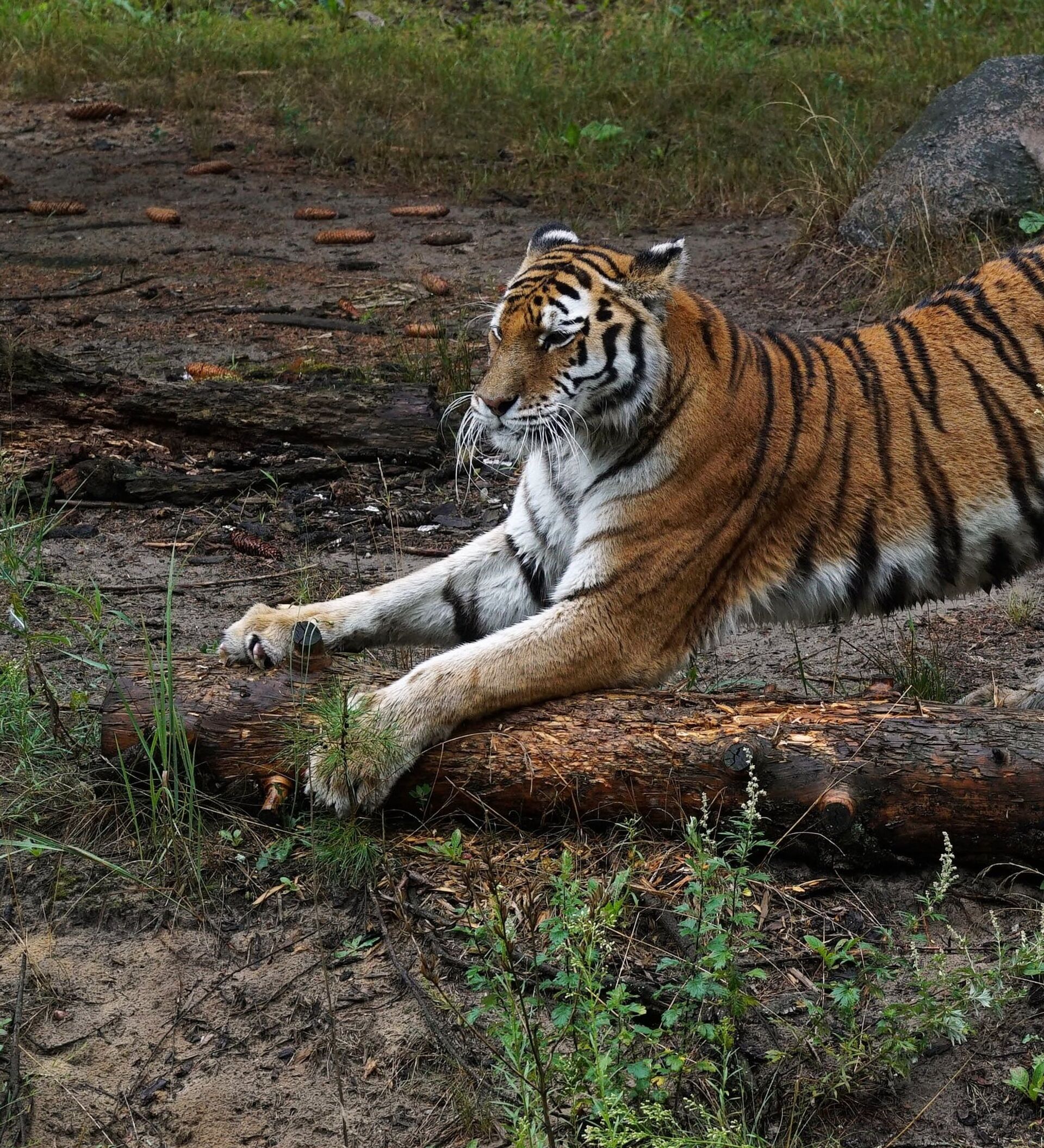 Тигр людоед. Уссурийский тигр. Амурский тигр в зоопарке. Тигр бежит. Тигр в Индии.