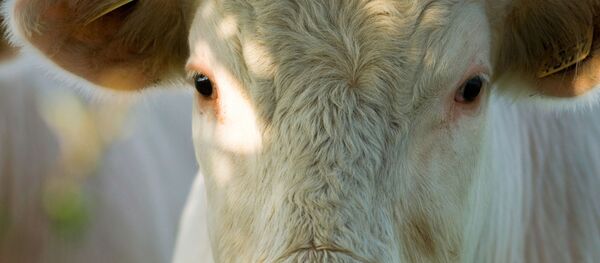 Морда быка - Sputnik Moldova