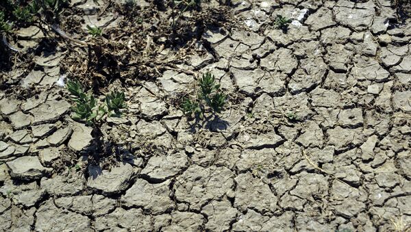 Засуха. Архивное фото - Sputnik Молдова