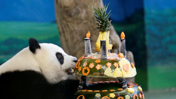 Гигантская панда Юань Зай ест свой «торт ко дню рождения», сделанный из льда и фруктов в зоопарке Тайбэя, Тайвань  - Sputnik Moldova-România