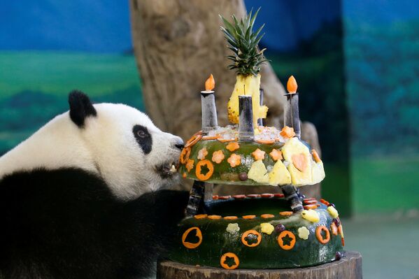 Гигантская панда Юань Зай ест торт, приготовленный ей ко дню рождения изо льда и фруктов в зоопарке Тайбэя, Тайвань - Sputnik Молдова