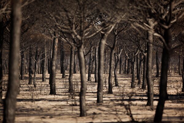Сгоревшие деревья в результате лесного пожара в Национальном парке Донана, недалеко от Маталасканаса, на юге Испании - Sputnik Молдова