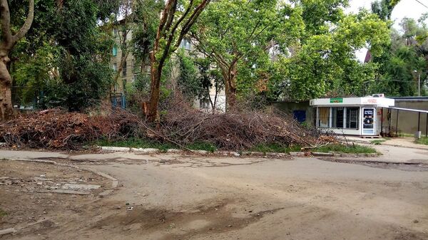 Crengi și gunoi acumulat după intemperii. Chișinău, sectorul Botanica - Sputnik Moldova