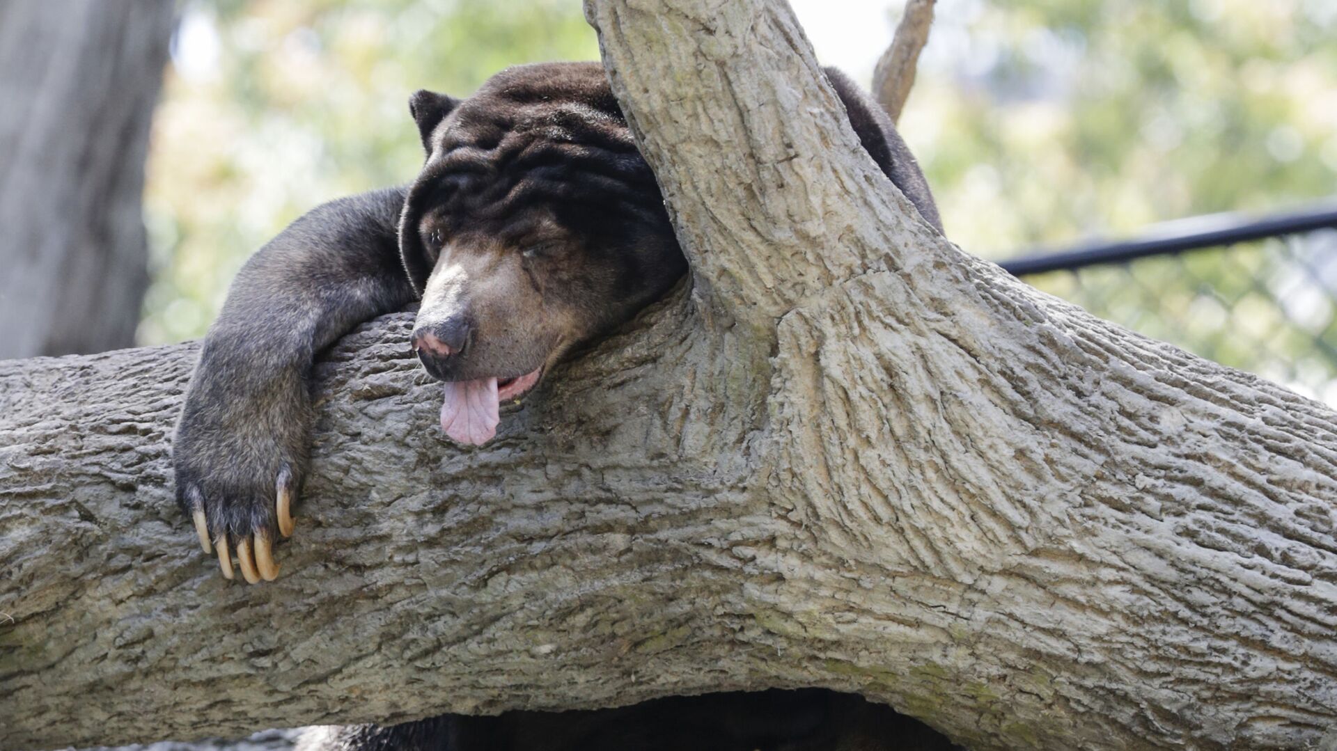 Малайский медведь спит на дереве в зоопарке американского города Омаха - Sputnik Moldova-România, 1920, 13.05.2022
