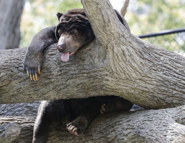 Малайский медведь спит на дереве в зоопарке американского города Омаха - Sputnik Молдова