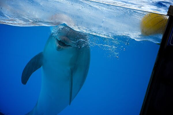 Дельфинарий в Батуми - Sputnik Молдова