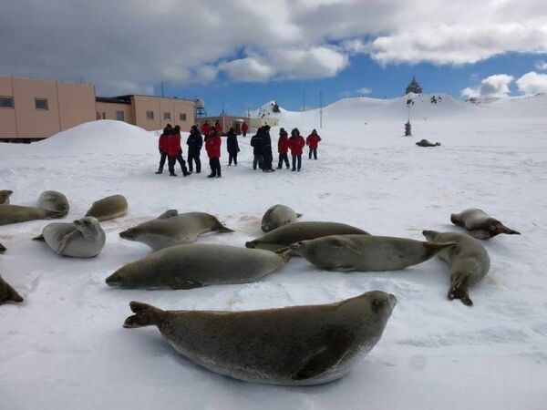 Ст. Беллинсгаузен. Bellinsgauzenstation. Antarctica. Ст. Беллинсгаузен. Bellinsgauzenstation. Antarctica. - Sputnik Молдова