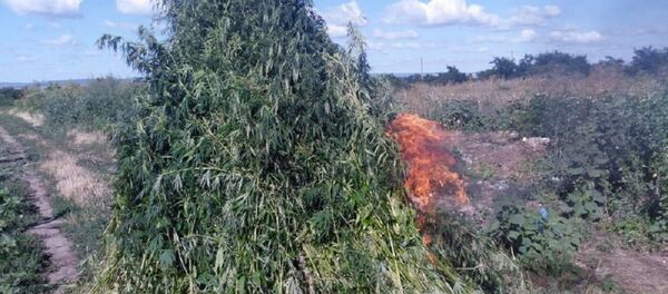 Пограничники сожгли обнаруженную у молдавско-румынской границы коноплю - Sputnik Молдова