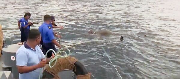 Drowning elephant saved - Sputnik Moldova