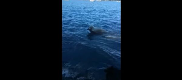 Пес спас тонущего олененка в Нью-Йорке Пес спас тонущего олененка в Нью-Йорке - Sputnik Молдова