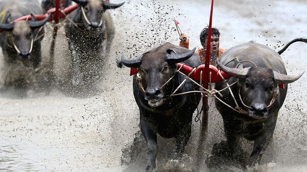 Жокеи соревнуются на ежегодном фестивале гонок буйволов в провинции Чонбури в восточной части Таиланда - Sputnik Молдова