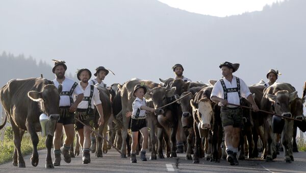 Bavarian herdsmen in traditional dresses drive their beasts on a road during the return of the cattle from the summer pastures in the mountains near Oberstaufen, Germany, Friday, Sept. 9, 2016 - Sputnik Moldova-România