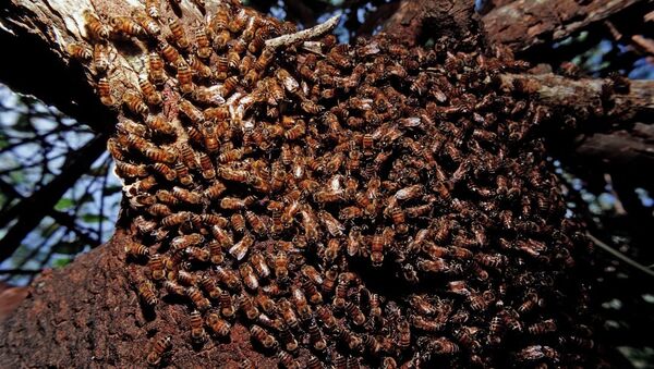 Wild bees, Apidae, Brazil, Pantanal - Sputnik Moldova-România