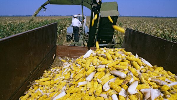 Уборка кукурузы, архивное фото.  - Sputnik Молдова