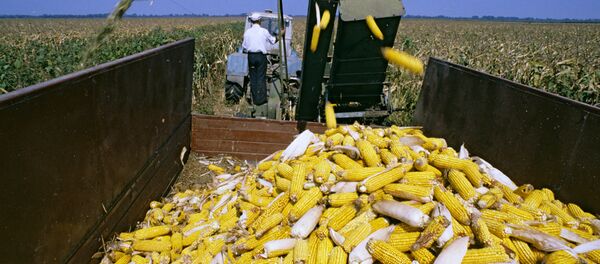 Уборка кукурузы, архивное фото.  - Sputnik Молдова